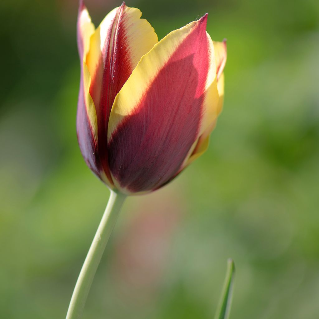 Tulipe Triumph Gavota - Triumphtulp