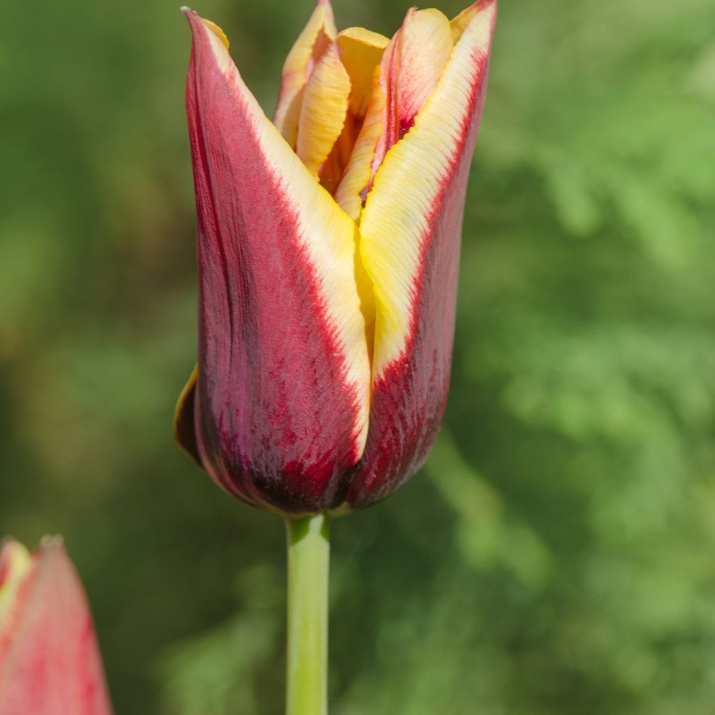 Tulipe Triumph Gavota - Triumphtulp