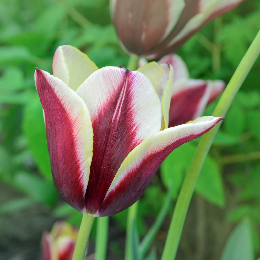 Tulipe Triumph Gavota - Triumphtulp