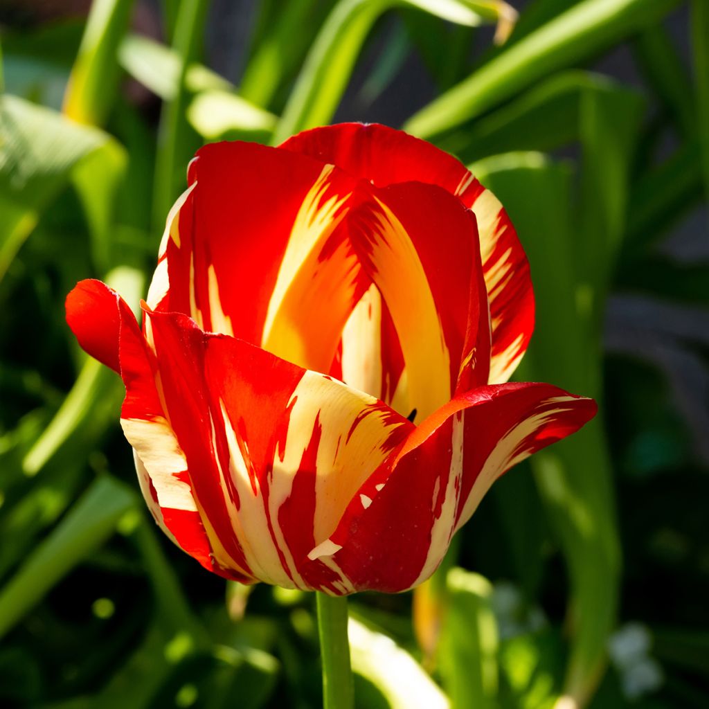 Tulipa Triumph Helmar - Triumphtulp