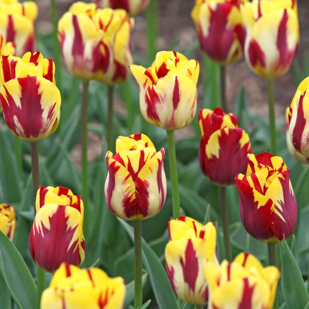 Tulipa Triumph Helmar - Triumphtulp