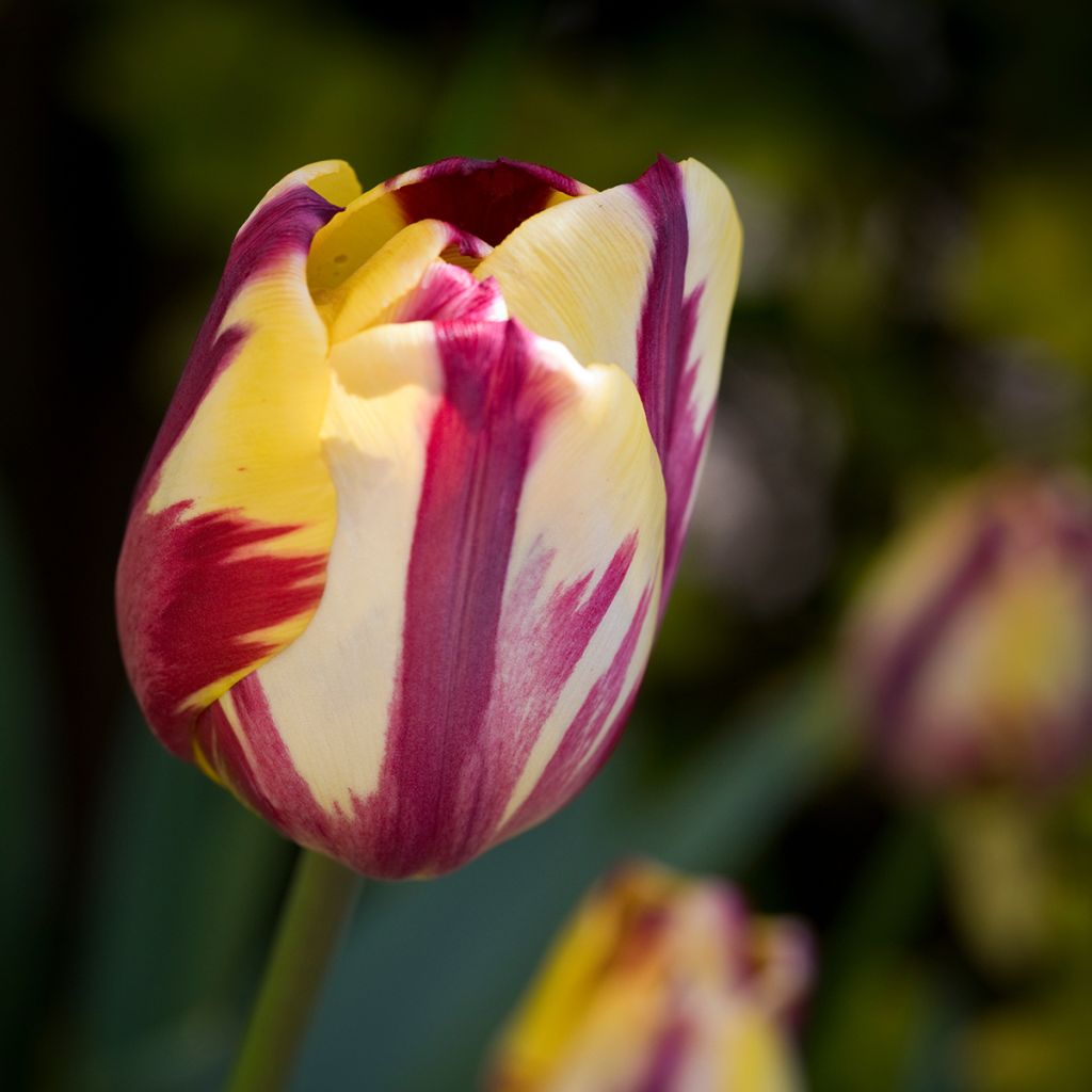 Tulipa Triumph Helmar - Triumphtulp