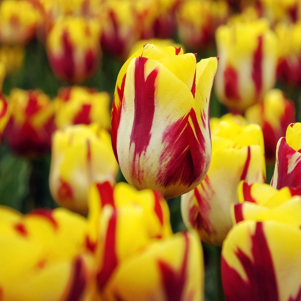Tulipa Triumph Helmar - Triumphtulp