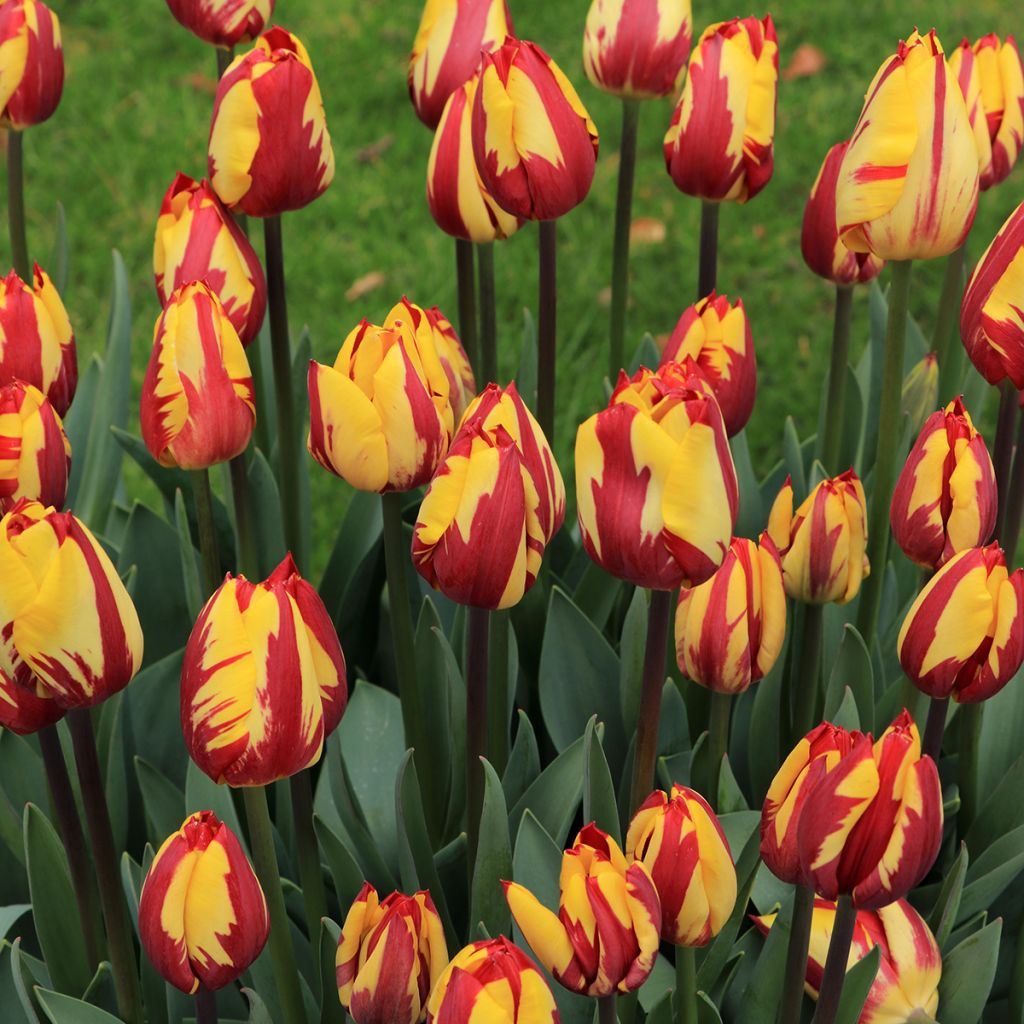 Tulipa Triumph Helmar - Triumphtulp