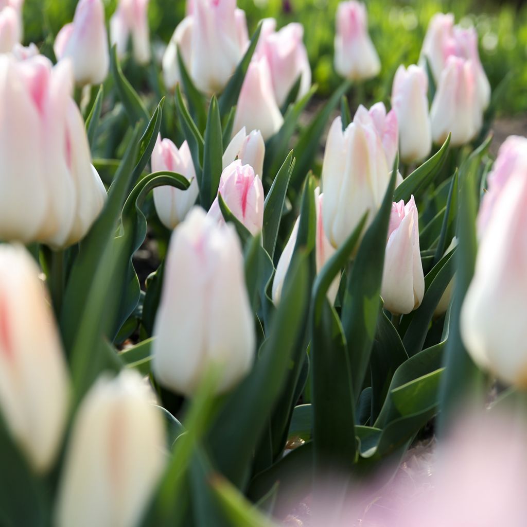 Tulipa Triumph Kyoko Takahashi - Triumphtulp