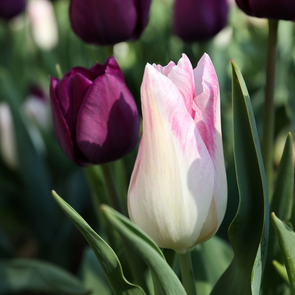 Tulipa Triumph Kyoko Takahashi - Triumphtulp