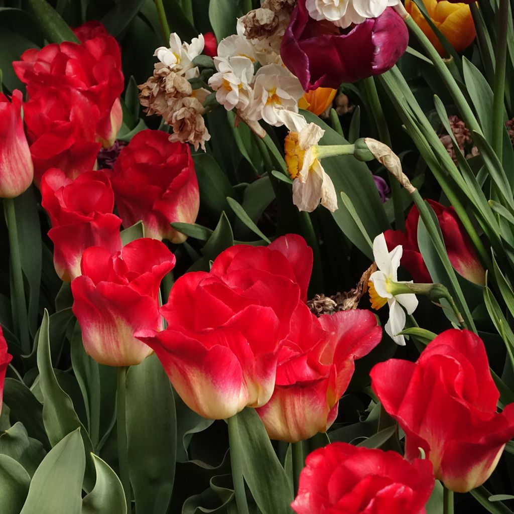 Tulipa Triumph Match - Triumphtulp