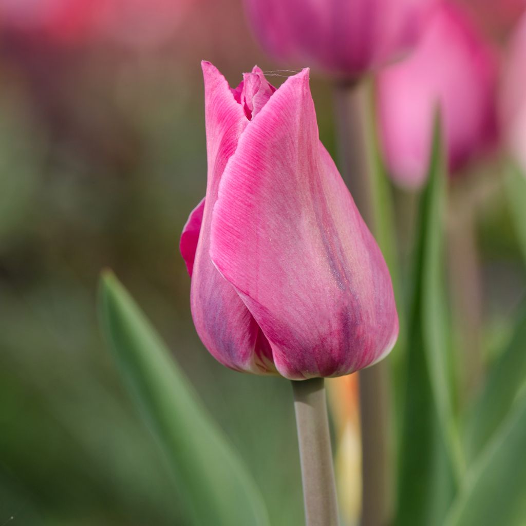 Tulipe Triumph Mistress - Triumphtulp