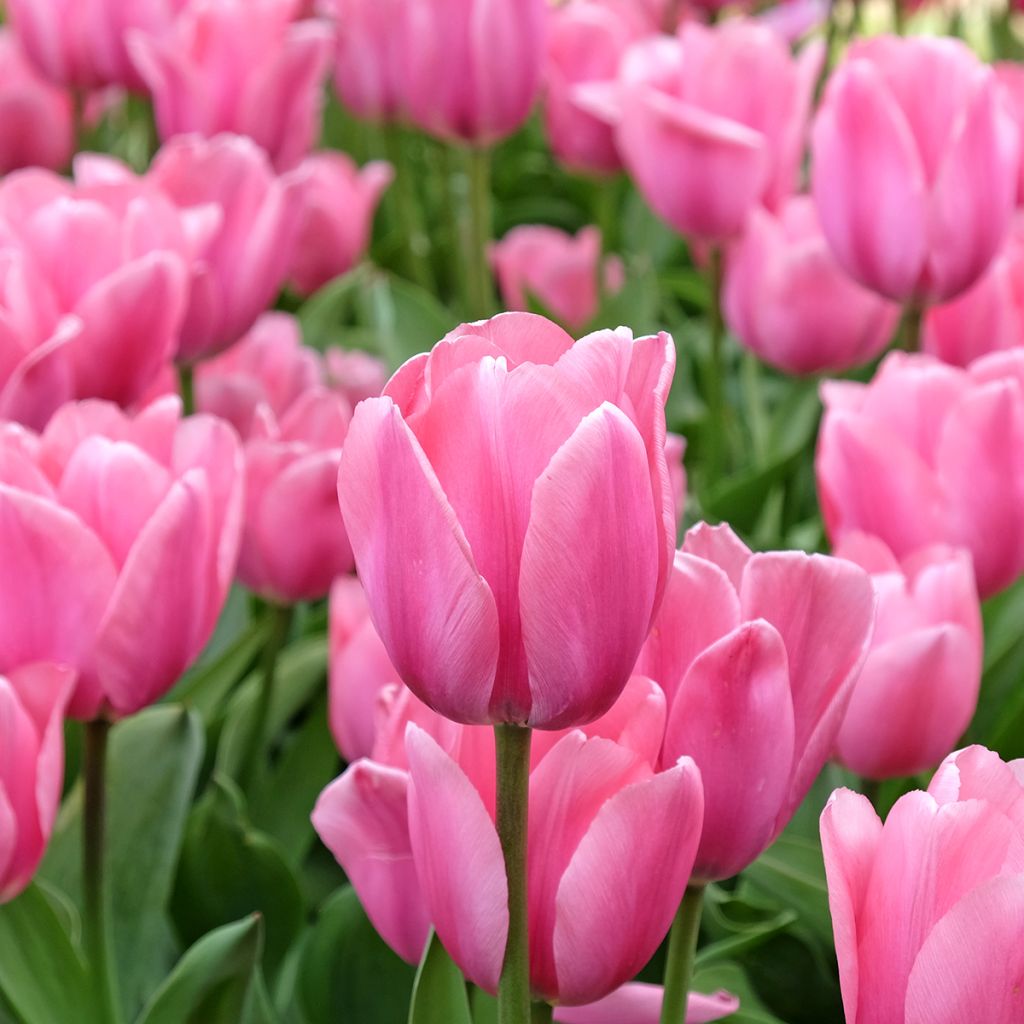 Tulipe Triumph Mistress - Triumphtulp