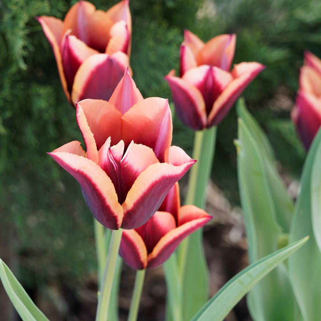 Tulipa Triumph Muvota - Triumphtulp