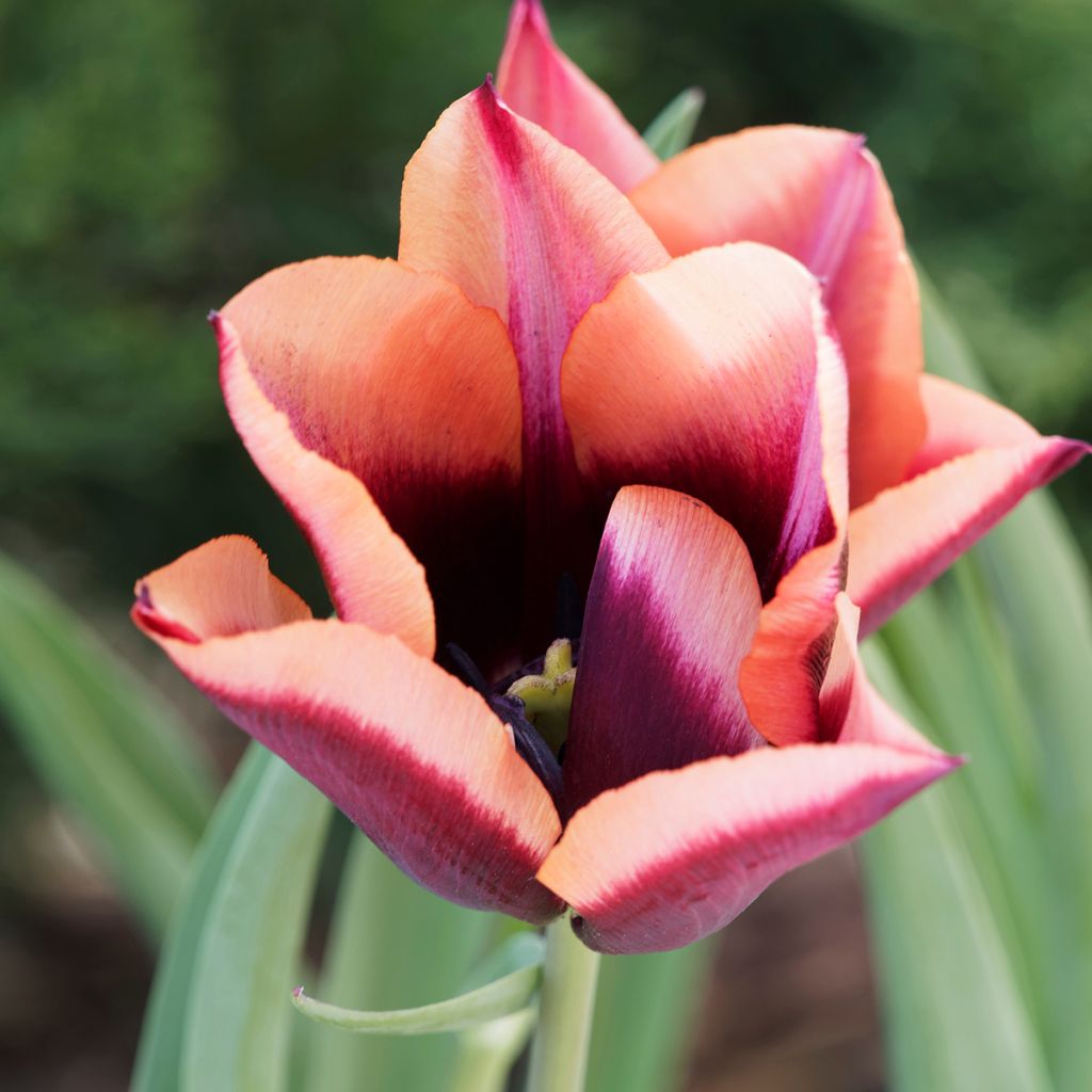 Tulipa Triumph Muvota - Triumphtulp