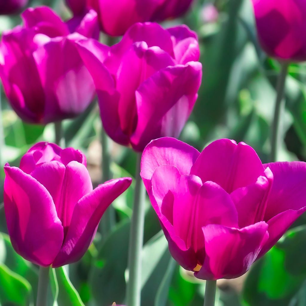 Tulipe Triumph Passionale - Triumphtulp