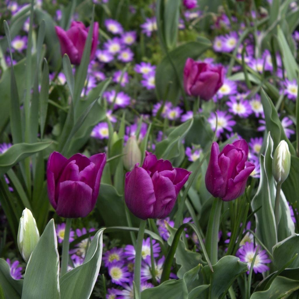 Tulipe Triumph Passionale - Triumphtulp