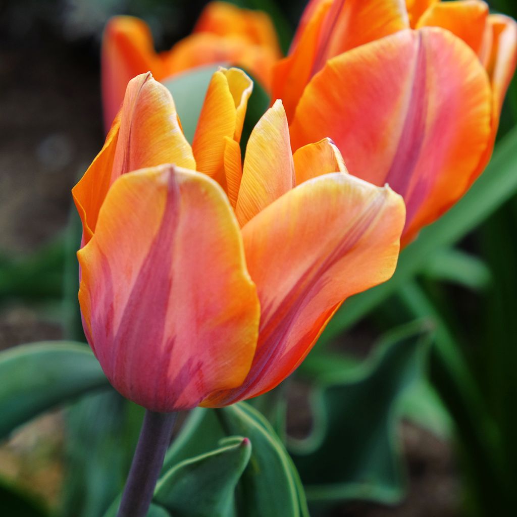 Tulipe Triumph Prinses Irene - Triumphtulp