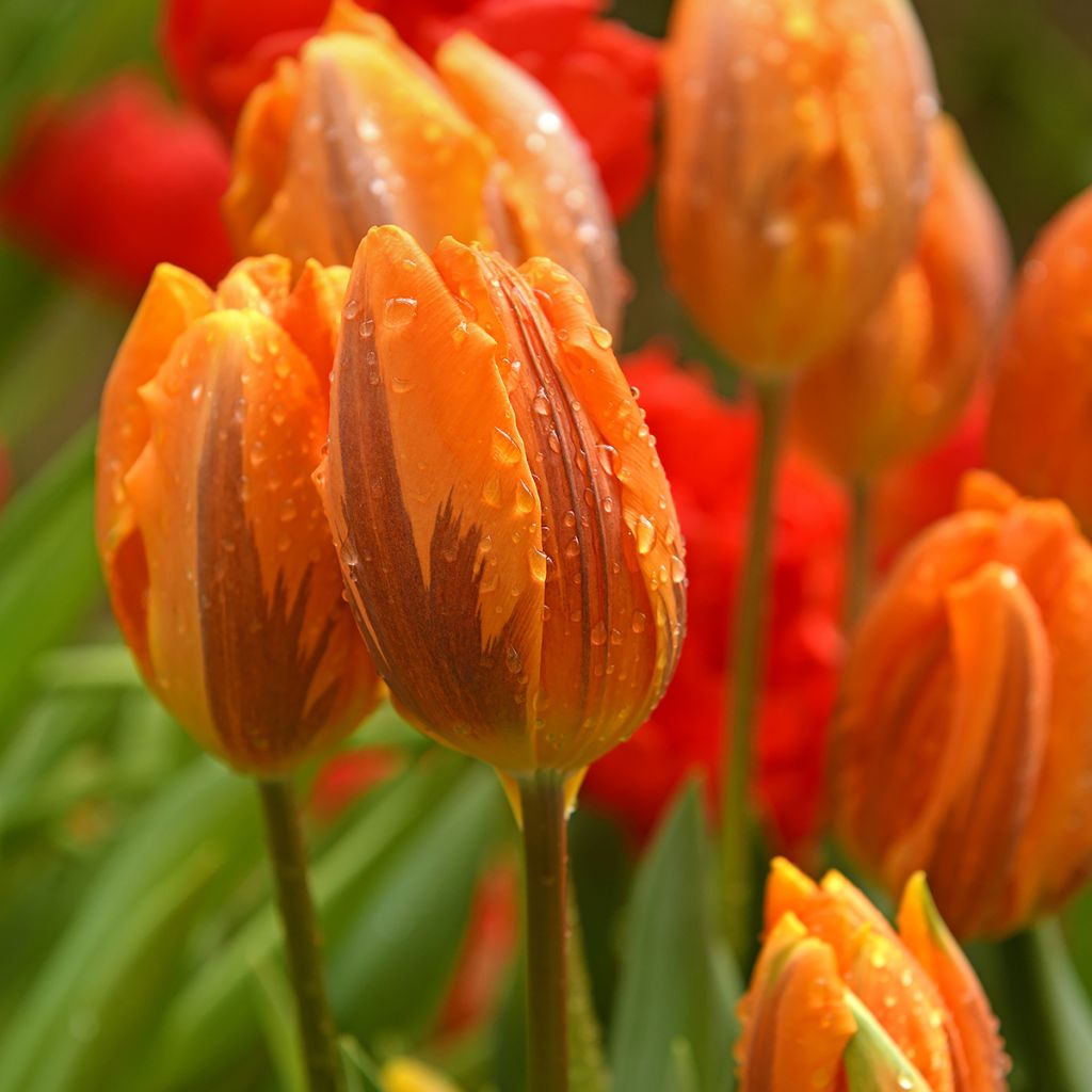 Tulipe Triumph Prinses Irene - Triumphtulp