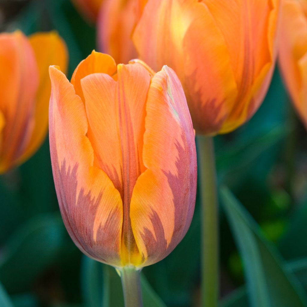 Tulipe Triumph Prinses Irene - Triumphtulp