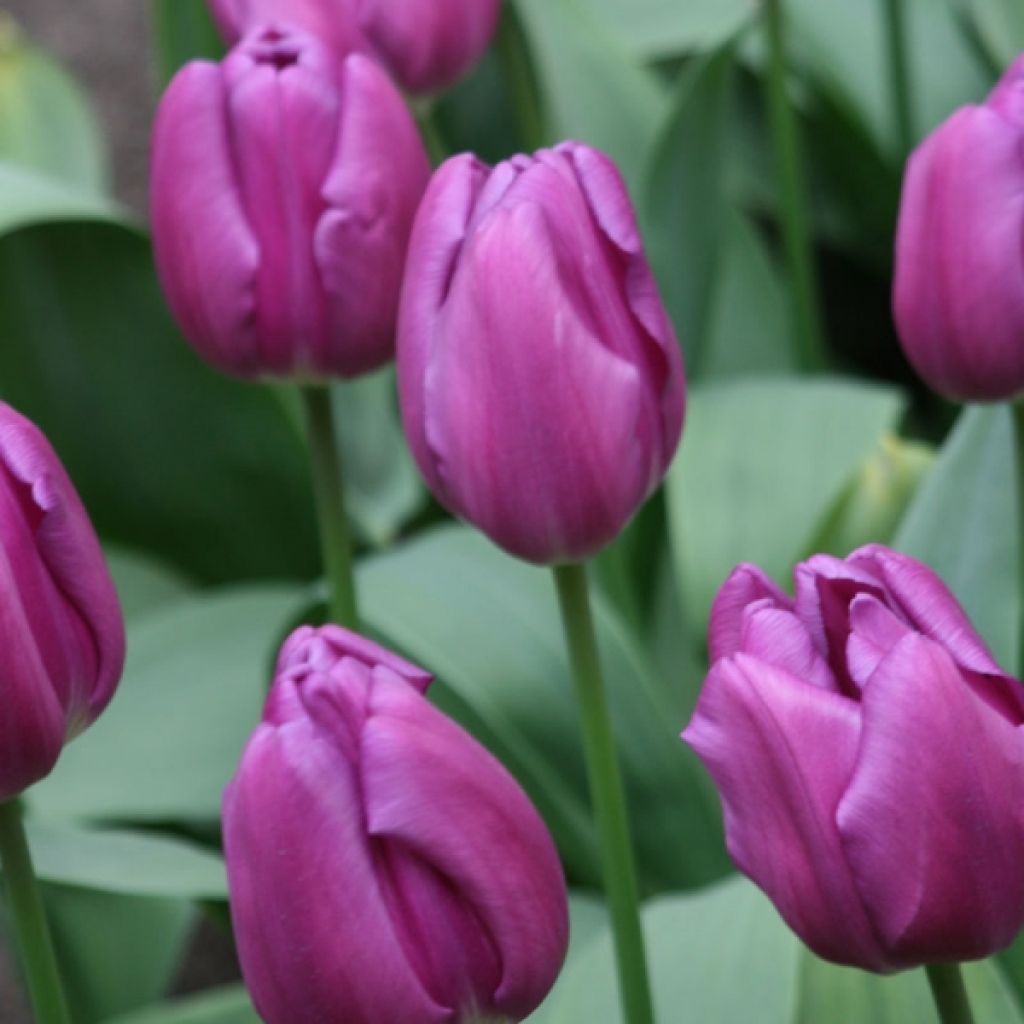 Tulipa Triumph Purple Flag - Triumphtulp