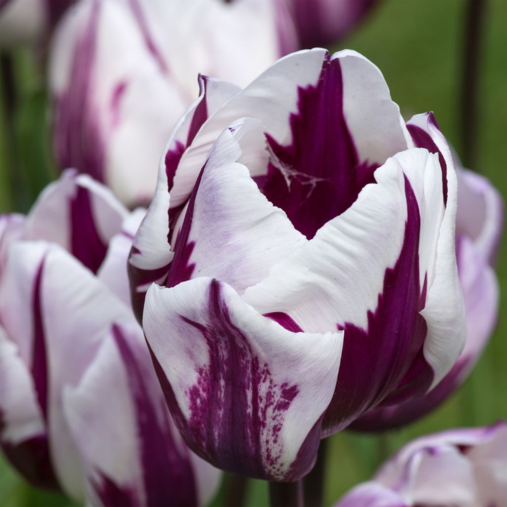 Tulipa Triumph Rems Favourite - Triumphtulp