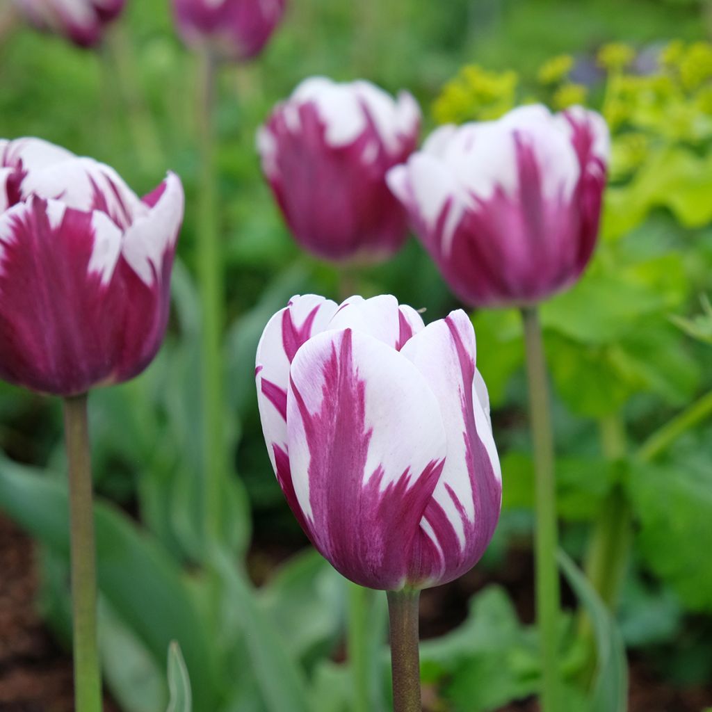 Tulipa Triumph Rems Favourite - Triumphtulp