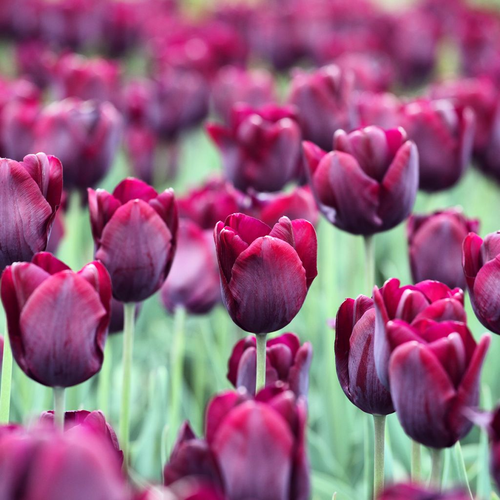 Tulipa Triumph Ronaldo - Triumphtulp