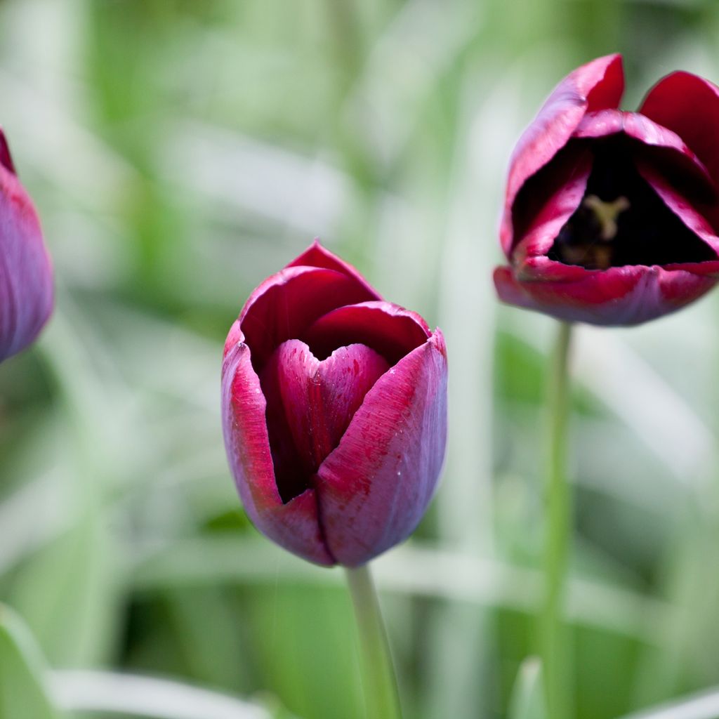 Tulipa Triumph Ronaldo - Triumphtulp