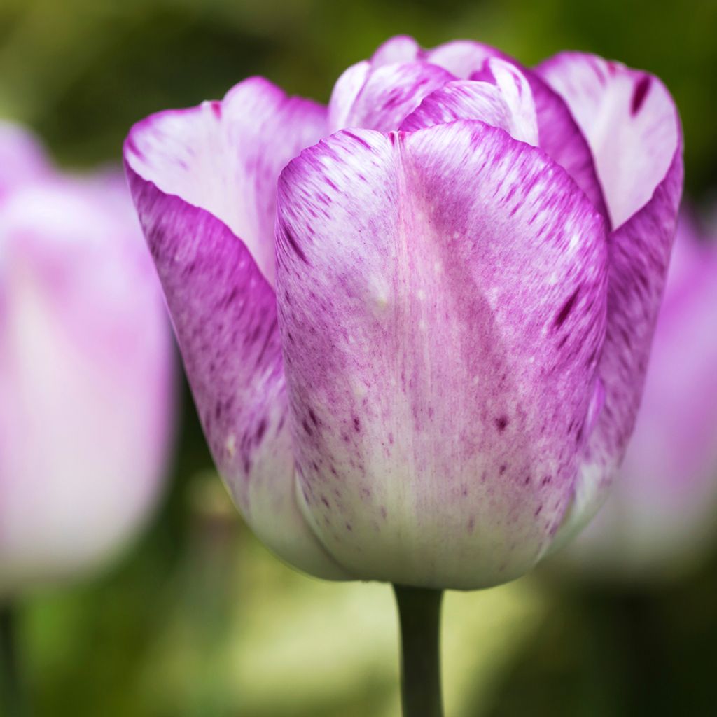 Tulipa Triumph Shirley - Triumphtulp