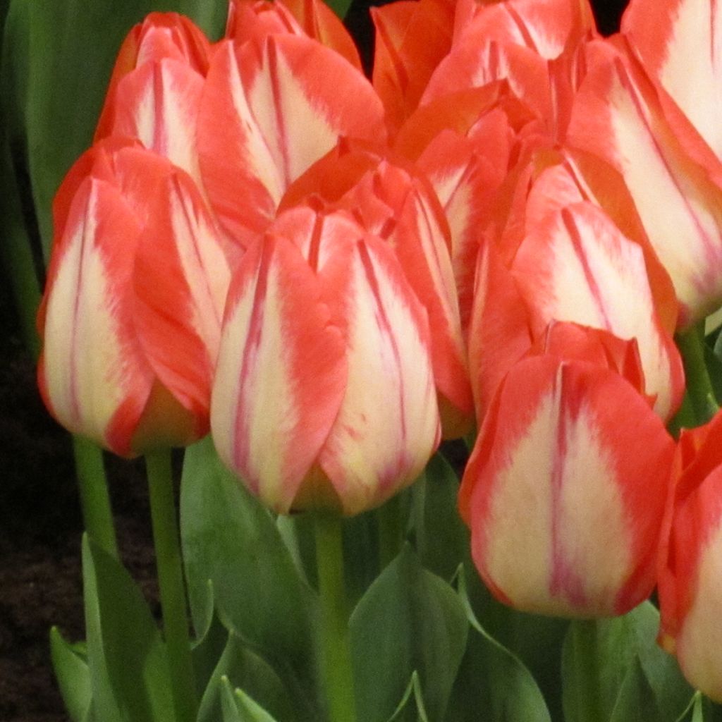 Tulipa Triumph Spryng Break - Triumphtulp