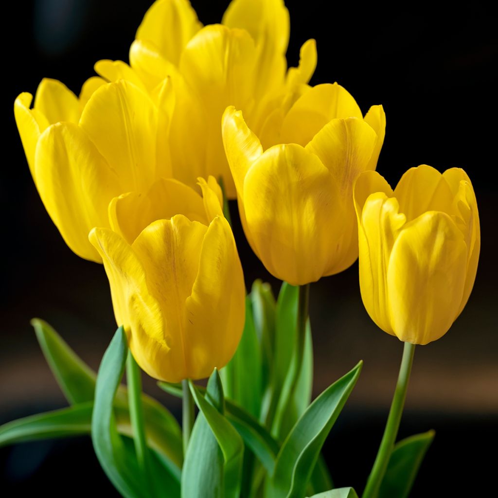 Tulipa Triumph Strong Gold  - Triumphtulp