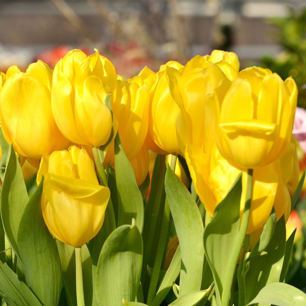 Tulipa Triumph Strong Gold  - Triumphtulp