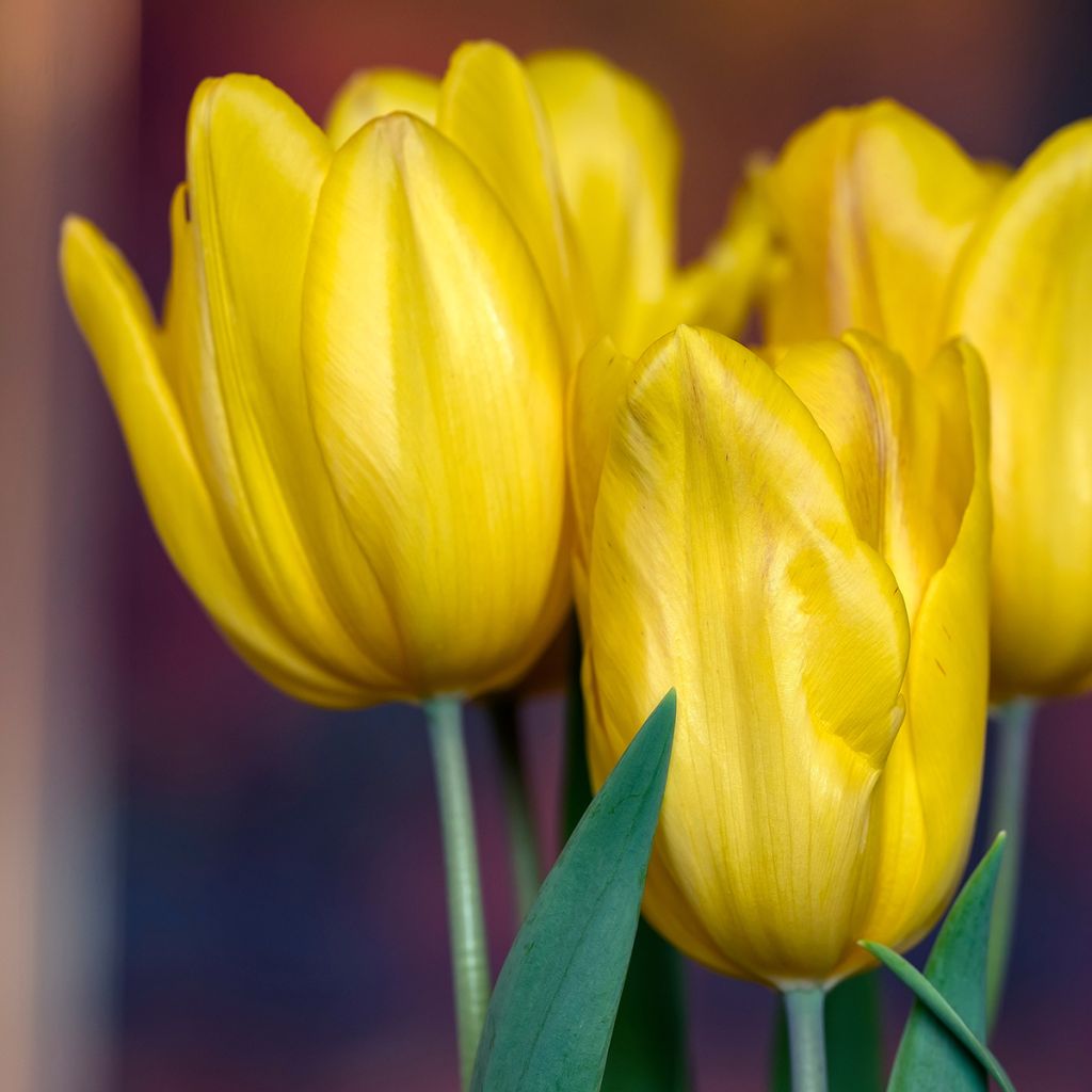 Tulipa Triumph Strong Gold  - Triumphtulp