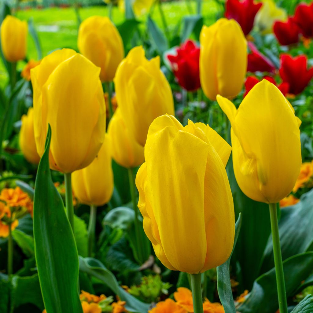 Tulipa Triumph Strong Gold  - Triumphtulp