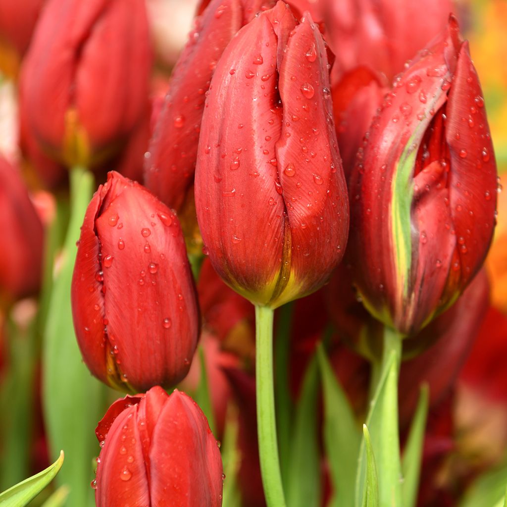 Tulipa Triumph Strong Love - Triumphtulp