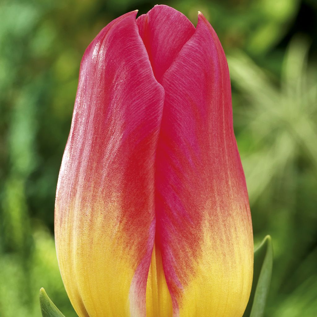 Triumph-tulp Tom Pouce - Triumphtulp