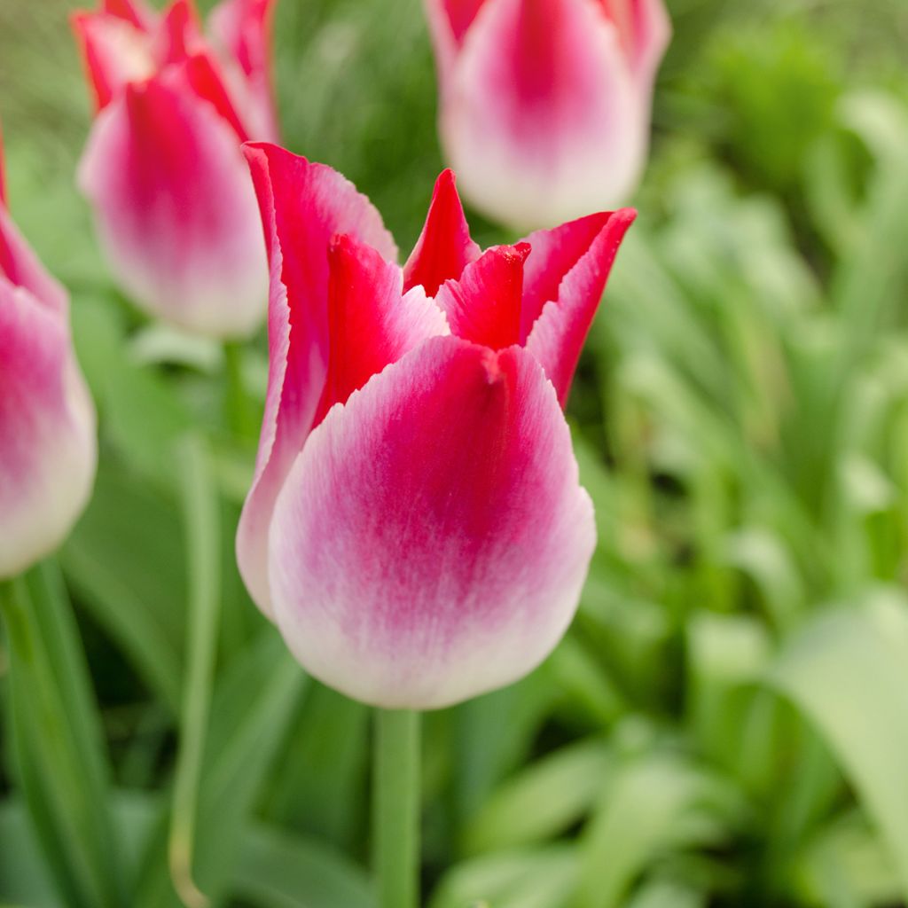 Tulipa Triumph Whispering Dream - Triumphtulp