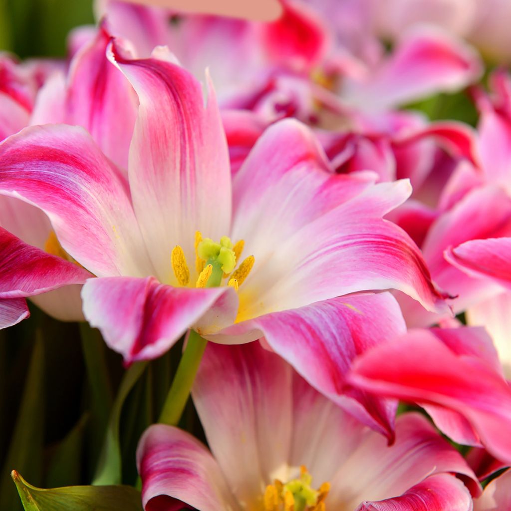 Tulipa Triumph Whispering Dream - Triumphtulp