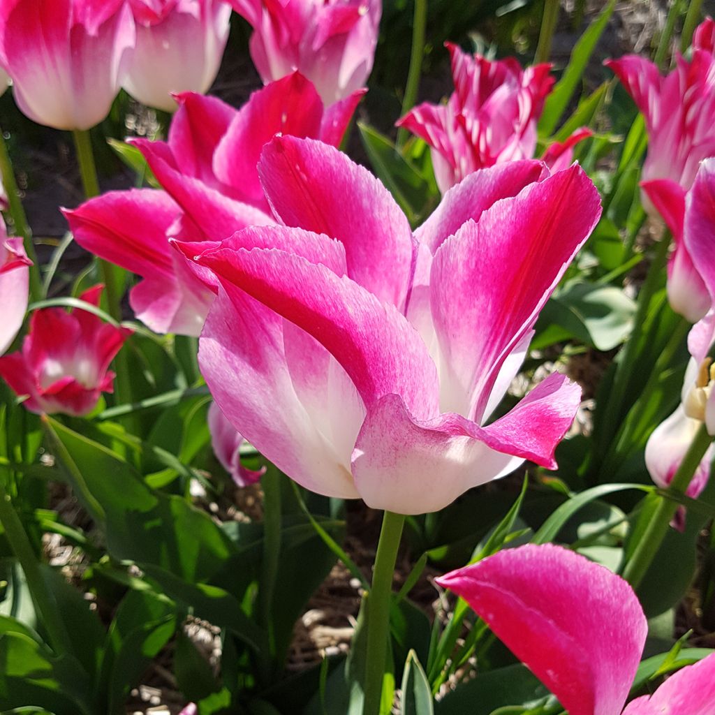 Tulipa Triumph Whispering Dream - Triumphtulp