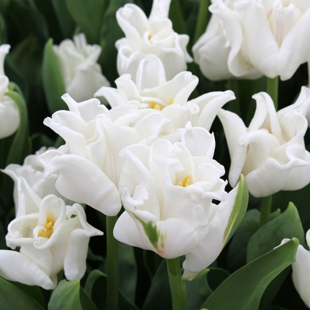 Tulipe Triumph White Liberstar - Triumphtulp