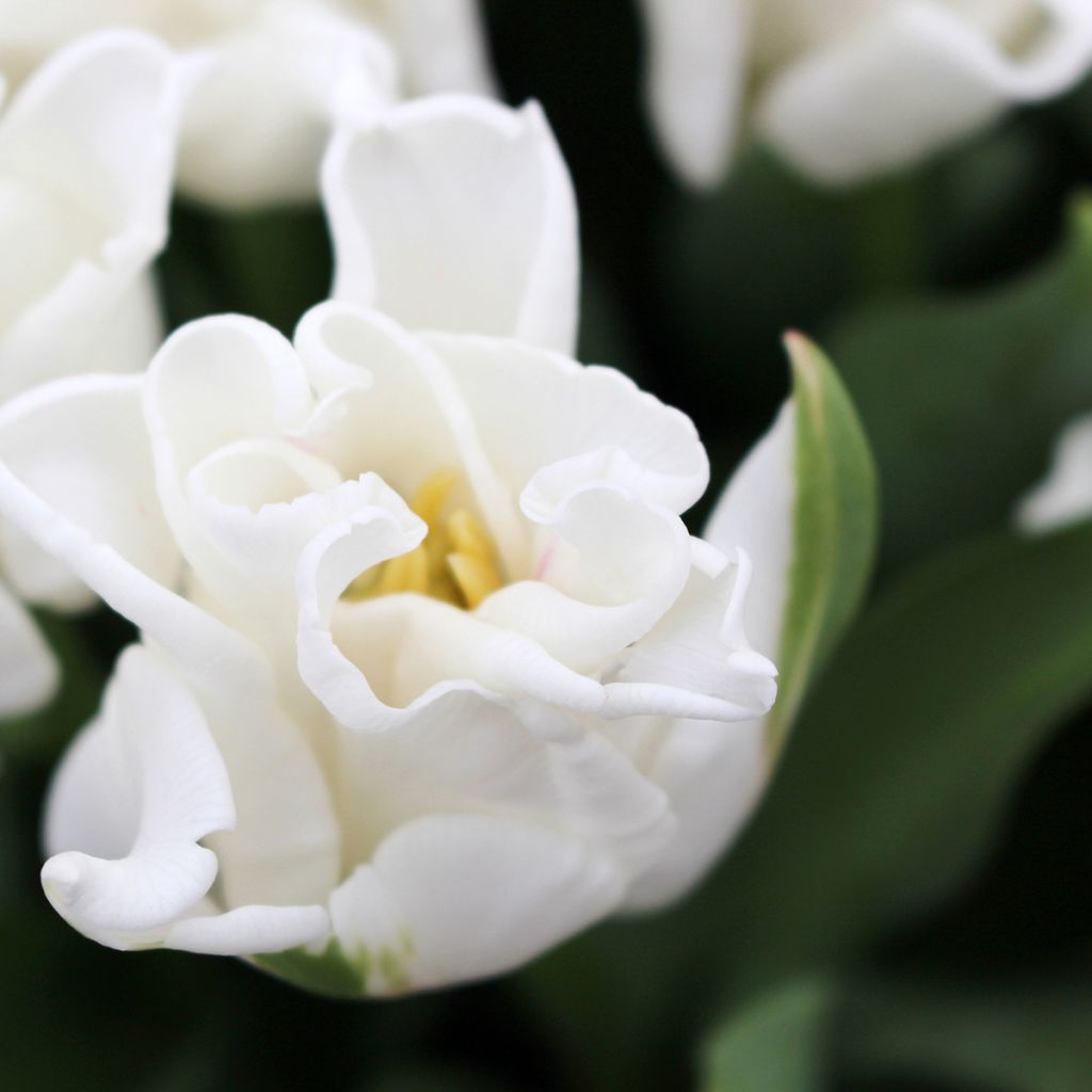 Tulipe Triumph White Liberstar - Triumphtulp