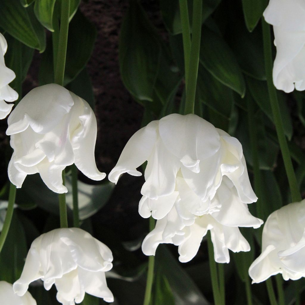 Tulipe Triumph White Liberstar - Triumphtulp