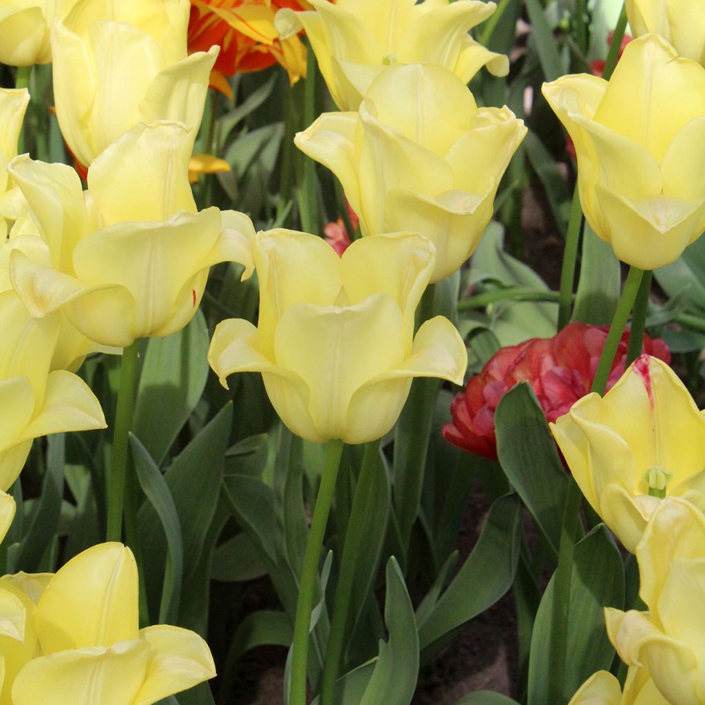 Tulipa Triumph World Friendship - Triumphtulp