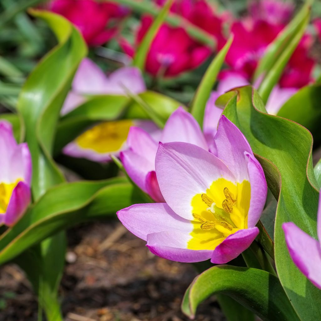 Tulipa bakeri Lilac Wonder - botanische tulp