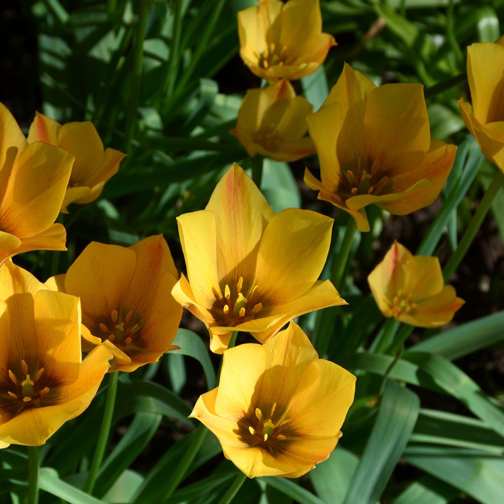 Tulipa linifolia Yellow Jewel - Vlasbladige tulp