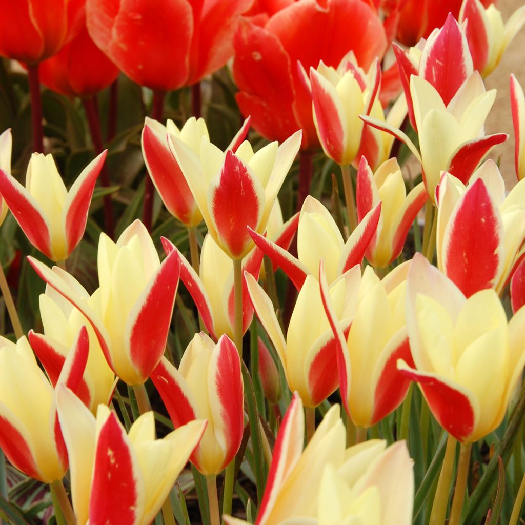 Tulipa clusiana Cynthia - botanische tulp