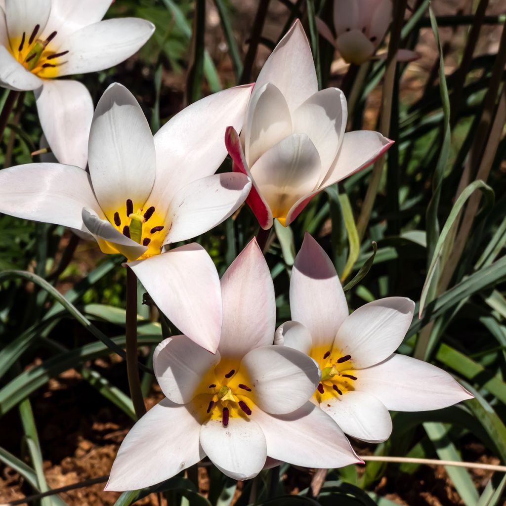 Tulipa clusiana Lady Jane - botanische tulp