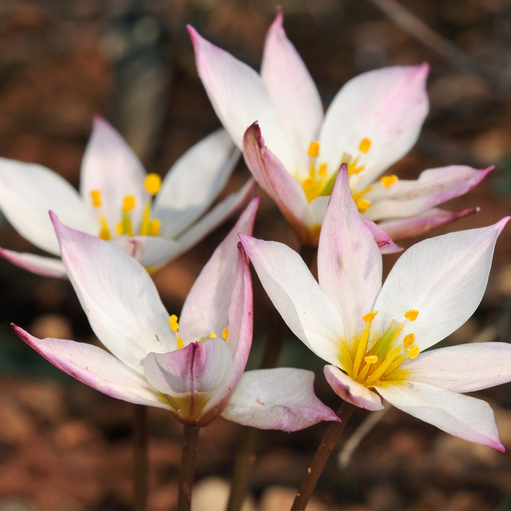 Tulipa cretica Hilde - botanische tulp
