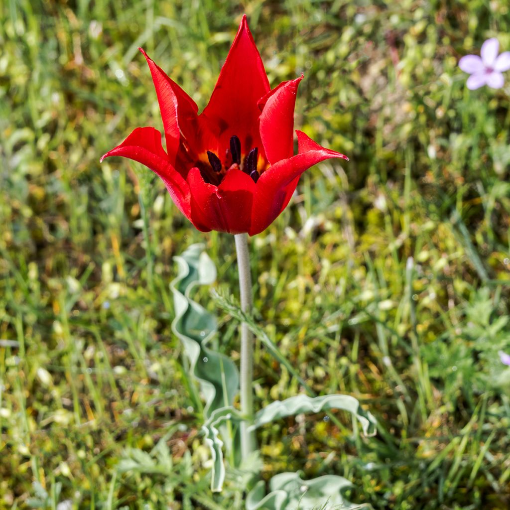 Tulipa eichleri - Botanische tulp