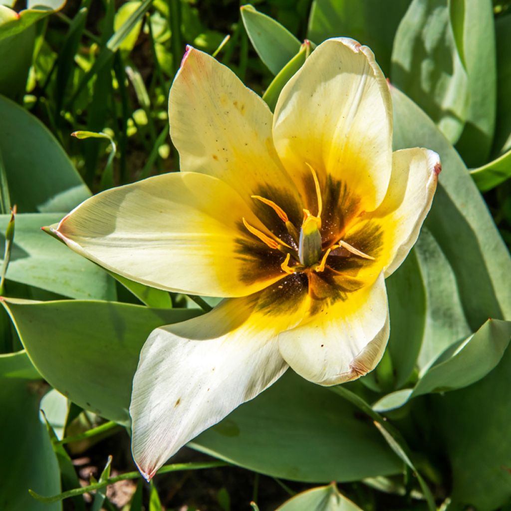 Tulipa greigii Albion Star - Greigii‑tulp