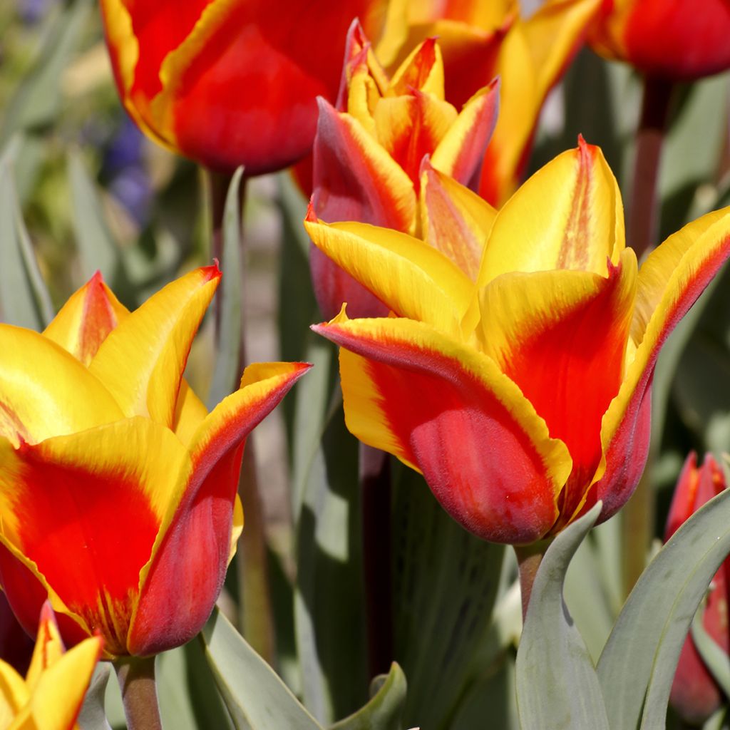 Tulipa greigii Engadin - Greigii‑tulp