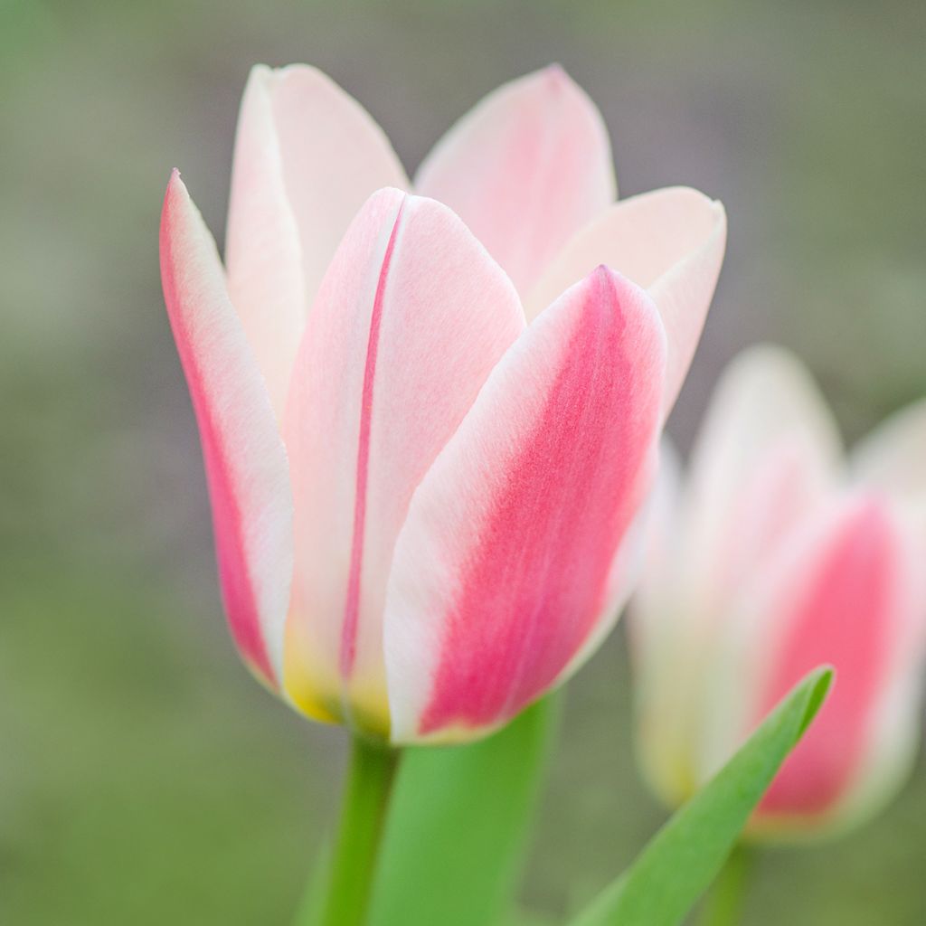 Tulipa greigii Mary Ann - Greigii‑tulp
