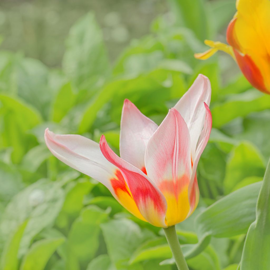 Tulipa greigii Mary Ann - Greigii‑tulp